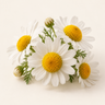 Chamomile